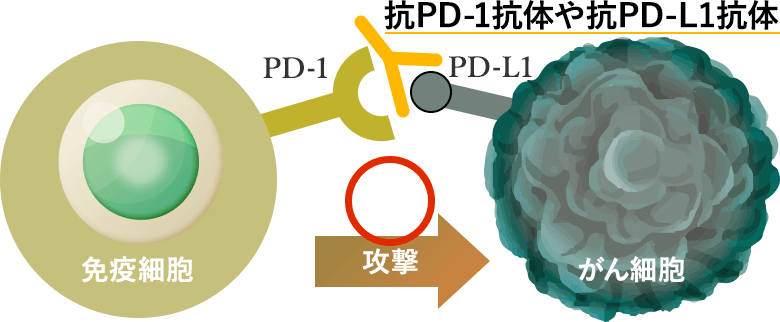 免疫チェックポイント阻害剤